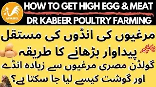 How to Increase Golden Misri Egg & Meat Production | Poultry Farming in Pakistan 2022 | Dr Kabeer