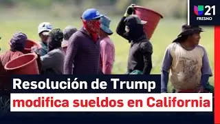 Trabajadores agr&iacute;colas de California ver&aacute;n afectado su salario tras resoluci&oacute;n de Trump
