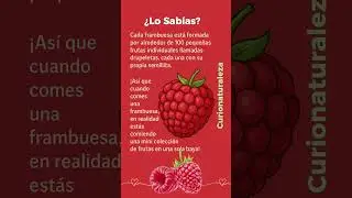 Frambuesa est&aacute; formada por alrededor de 100 frutas individuales #frambuesas #curionaturaleza
