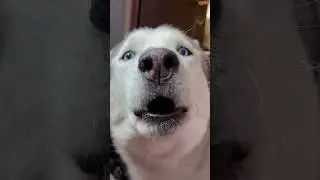 Ты смотришь ? Я пою для тебя #хаскибага #домхаски | husky house