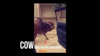 Cow Kiki Challenge | Eid ul Adha | Qurbani | Cow Qurbani in Pakistan