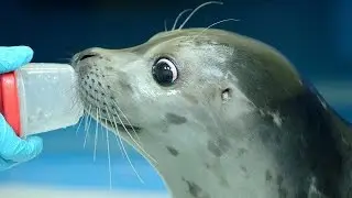 Rescued Alaska harbor seal pup