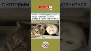 #шортс #юмор #смех