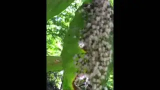 Beech blight aphid nymphs