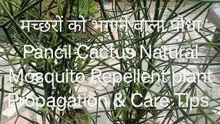 मच्छरों को भगाने वाला पौधा // Pancil Cactus // Natural Mosquito Repellent // Plant // Protection & C