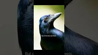 wildlife #jungle #interestingfacts#animals #naturelovers #nature #crow #iq #hunting@Wildliefe
