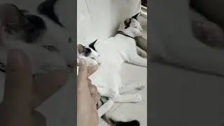 3 part on 1 Story❤️KIT KITTY LOVE STORY🥺❤️😍🥰❤️&zwj;🔥#catlover #cutekitty