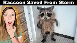 Cold, Wet Baby Raccoon Gets Rescued Just in Time!