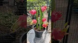 Grow Dragon Fruit From Seed  #dragonseeds #dragonfruit #dragonfruitplantation #urbangardening