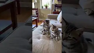 Mom Had Enough#cat #cats #catmom #kitten #shorts