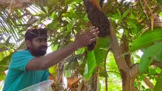 উড়ে এসে গাছের ডালে বসা মৌমাছি কে বাক্সবন্দী করা।