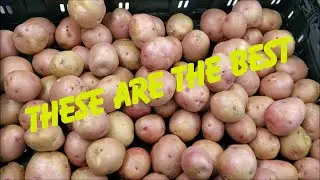 Freeze Drying New Potatoes