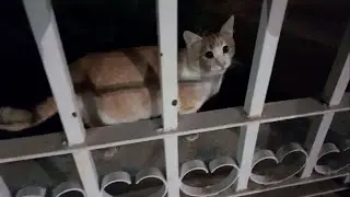 Feeding the poor cats to survive the winter cold after midnight