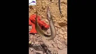 Unbelievable Baam Fishing 😳 #baam #baamfish #baamfishing #viral #baam_fishing #fishing #fish