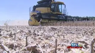 Record yield predicted; farmers concerned
