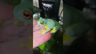 Red eye Tree frog