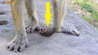 What have problem happen on leg monkey Bree like this| Bree got bad problem on left leg hurt much.