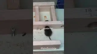 Why mice can fit into SMALL holes... #shorts
