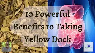 🌿 10 Powerful Benefits to Taking Yellow Dock 🌿 Dr Sebi Approved Electrical Alkaline Herbs Digest 🌿