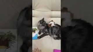 Любовные игры свинки с кошкой#Pig and cat love games