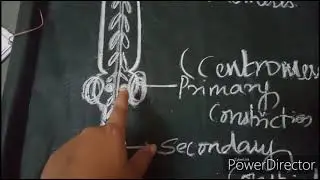 Structure of chromosome