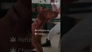 Awshad for Dogs #petcare #dog #wellness