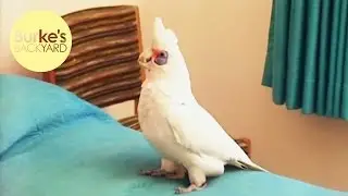 Burke's Backyard, Jack the Corella
