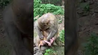 AWW MONKEY | Have Fun With Aww Monkeys | MONKEY FUN EVERY DAY