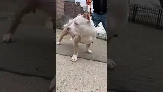 #pitbull #pitbulldog #pitbulldogstatus #pitbullstatus #pitbulldogaggressivestatus #pitbull