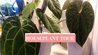 Houseplant Tour | Rare plants | Shonzos plants