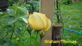 Top three David Austin climbing roses (one year old rose) #rose #rosegarden #davidaustinroses