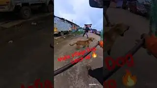 Pakistan Dog Catch #shorts #publicwithdogsafety #dog #pets #animals #abc #dogcatcher