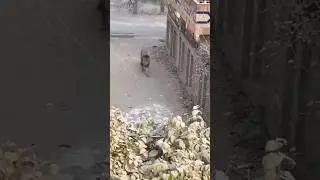 Lion open in Lahore Streets😱😱😭#lion #lionhub #viralreels #shorts