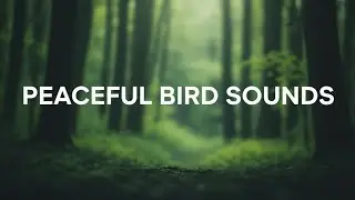 Calm Forest Bird Sounds for Sleep & Study | Relaxation