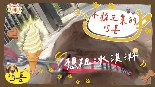 呵喜 偷懶視角 翹班被抓個正著！直奔冰淇淋而去！【 萌寵大冒險 】@haveapetday