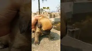 puppygrowth day 23#viralvideo #status #pets #youtubeshorts #video # short video