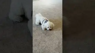 Happy Dog Sniffing, Playing & Rolling Over With His Favorite Toy