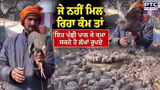 ਜੇ ਨਹੀਂ ਮਿਲ ਰਿਹਾ ਕੰਮ ਤਾਂ ਇਹ ਪੰਛੀ, ਪਾਲ ਕੇ ਕਮਾ ਸਕਦੇ ਹੋ ਲੱਖਾਂ ਰੁਪਏ | Maghi Mela | Special Birds