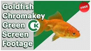 Goldfish Green Screen Footage | Chromakey Fish Asset