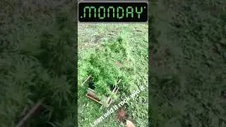 Wacky weed Nz