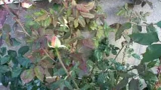 Ladybug Aphid Rose part 1