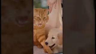 Маленький рыжий кот обманывает своего хозяина!?🐶🐱 Достоин ли он Оскара за лучшую мужскую роль?😏#с...
