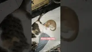 Catverse #cat #catshorts #videos #funnyshorts #straycat #playful #kitten #animalshorts #love #mom