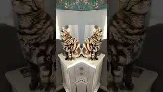 Double the trouble #smallyoutuber #music #catvideos #funny
