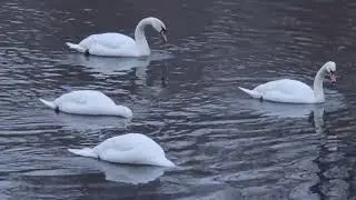 Łabędzie i Kaczki / Rzeka Soła / Kobiernice i Kęty