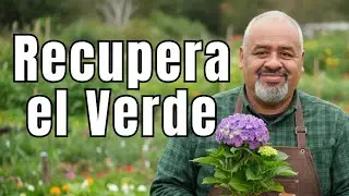 &iquest;Por qu&eacute; las hojas del Jazm&iacute;n del cabo se ponen amarillas? y la SOLUCION.