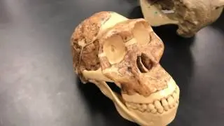 Primate Evolution Variety of Skulls