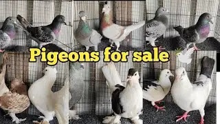 🕊️Homers pigeons for sale 9392934426  || SKPETSVIZAG || pigeon sale 