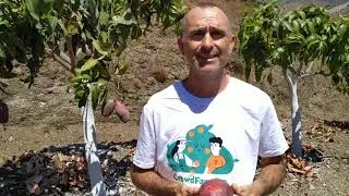 How to peel a mango (Finca Refijo) | CrowdFarming