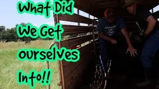 Adding New Kiko Goat Herd to the Farm - What Were We Thinking!!!